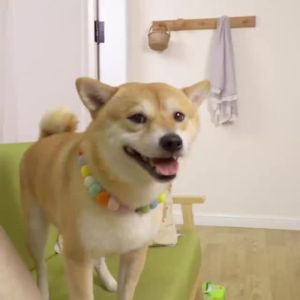 Baby Gate for Stairs Extg Gate for Doorways Pressure Mounted Walk Through Safety Child Gate for Kids Toddler Adjustable Tall  Puppy Fence Gate White CNKH