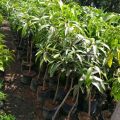 Bisa COD Bibit mangga garifta merah Tinggi 1 Meter Up Batang Besar. 