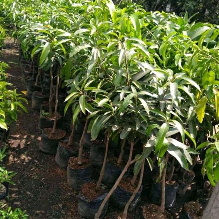 Bisa%20COD%20Bibit%20mangga%20garifta%20merah%20Tinggi%201%20Meter%20Up%20Batang%20Besar%20-%20Image%206
