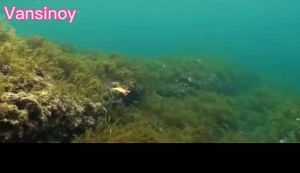 Mực Jig Bạch Tuộc Mồi Câu Cá Cứng Tôm Tôm Tôm Dạ Quang Phát Sáng Trong Bóng Tối Spinner Mồi Giải Quyết Cho Mực Bạch Tuộc