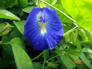 Butterfly Pea Flower Plant / Asian pigeonwings / Anak Pokok Bunga Telang (Live Plant)
