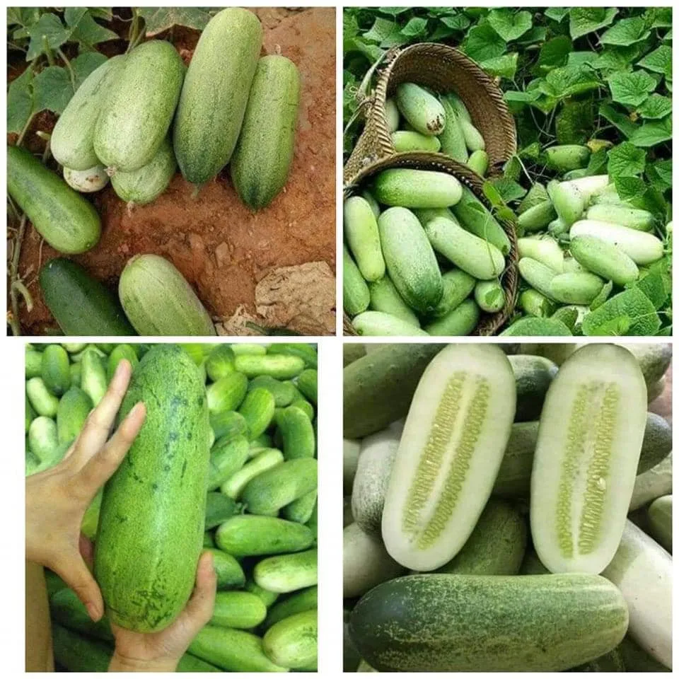 hạt giống dưa chuột mèo đặc sản Tây Bắc ( gom của dân nên số lượng có ít ) - Lazada | Lazada.vn