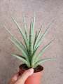 Sansevieria Silver Nymph with FREE plastic pot, pebbles and garden soil (Rare Indoor Plant and 4 Stocks Only). 