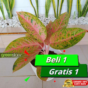 Aglonema Big Roy Mutasi Thailand Daun Jumbo: Tips Perawatan & Informasi Lengkap