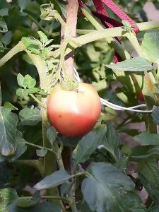 PL 100pcs Vegetable Plant Protection Bags Mesh Breathable Grapes Fruit Grow Bags Creative Generic White Plant Grow Bag Garden Tools