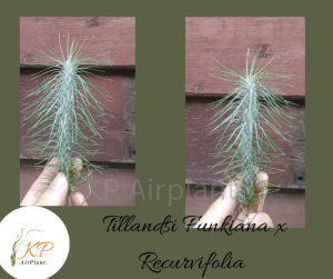【Limited Stock】Tillandsia funkiana x recurvifolia  / 空气凤梨- 银狐
