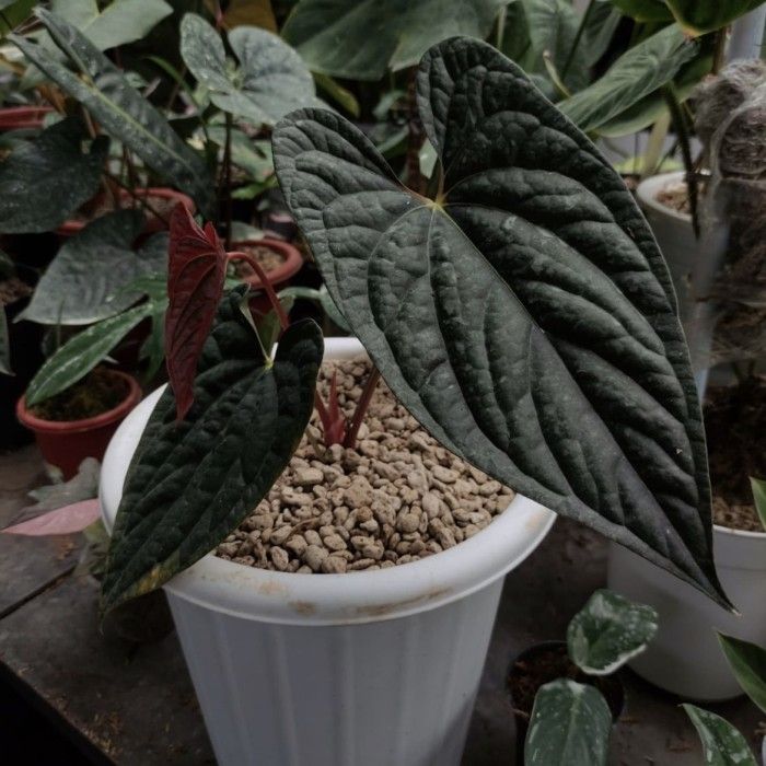 Bibit bonggol anthurium kuping gajah night queen | Lazada Indonesia