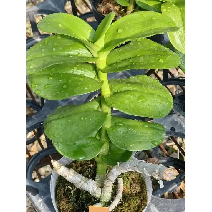 kie%20phi%20%C4%91i%E1%BB%87p%20r%E1%BB%ABng%20l%C3%A1%20m%C3%ADt%20h%C3%B2a%20b%C3%ACnh%20-%20Image%204