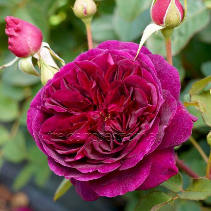 English Rose (M-1016)