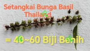 เมล็ดพืชก้านดอกโหระพา / THAI BASIL SEEDS / THAI BASIL FLOWER STALK ( SEEDS ) / TANGKAI BENIH SELASIH THAILAND