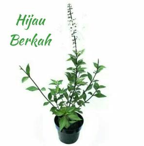 tanaman herbal kumis kucing pohon obat daun kumis kucing tradisional