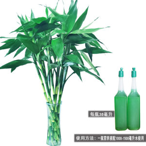 富贵竹水培植物盆栽绿植花卉室内花客厅招财水养绿萝箩紫竹鸿运竹