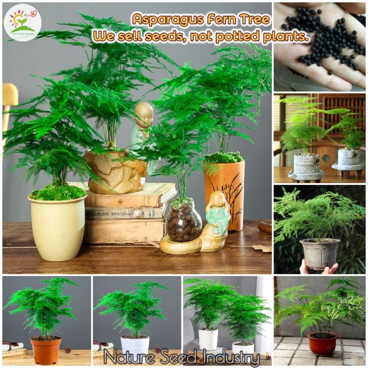 [Fast Germination] Asparagus Fern Tree Plant Seed (50 seeds/pack, Seeds for Planting)丨文竹种子丨