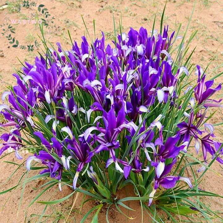 2PACK 20PCS Horse Orchid Flower Seeds Iris Lactea Bonsai Seeds ...