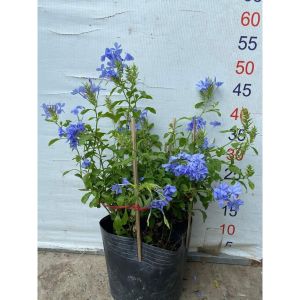 Cây thanh xà bạch xà decor ban công hoa quanh năm khỏe mạnh chăm sóc cây khá dễ dàng Minh Hân Garden