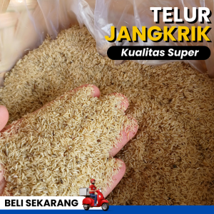 Harga telur jangkrik Alam Sliring fresh setiap hari cocok untuk umpan pancing dan pakan burung kualitas super kemasan 500 gr