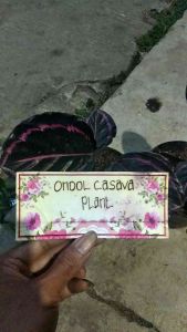 Calathea Jessy: Tahan Lama & Mudah Dirawat