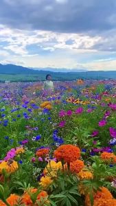 100Pcs Mixed Portulaca Seed Moss Rose Flower Seeds For Gardening Bonsai Seeds