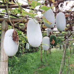 hạt giống bí đao (bí xanh) phấn thơm bắc kạn F1