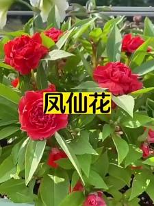 Colorful Impatiens flowers lawn flowers four-season vegetables and ornamental plants