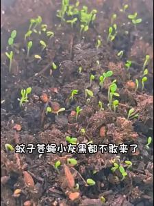 Mint Seeds Edible Wild Spearmint Lemon Mint American Mint Indoor and Outdoor Balcony Potted Vegetable Seeds