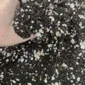 Ready to Use Cactus & Succulent Potting Mix: 1 kg Pack