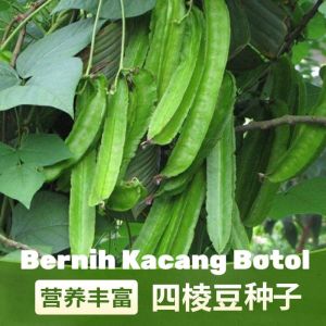Benih Kacang Botol (12 Seeds) / Winged Bean Seeds  /Goa bean/ Four-angled bean/ 四棱豆种子