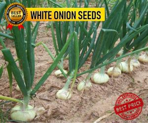 (30 SEEDS) WHITE ONION SEEDS/WHITE PIRATE/FARMING/GARDENING/HYBRID/EASY TO PLANT
