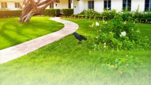 ASHATA Crow Garden Decoration Bait Crows for Vegetable GardenCourtyardLawns Deco Crops