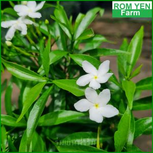 ต้นพุดศุภโชค พุดศุภโชค ในกระถาง 5.5 นิ้ว หรือถุงดำ 5นิ้ว แตกรากแล้วพร้อมปลูก. ต้นพุด