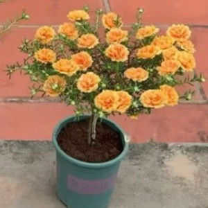 Gốc Hoa 10 Giờ Bonsai Thái Kép To Đẹp Nhiều Màu Sắc Dễ Trồng Hoa Nở Đẹp 4 Mùa (Mua 5 Gốc Tặng 1)