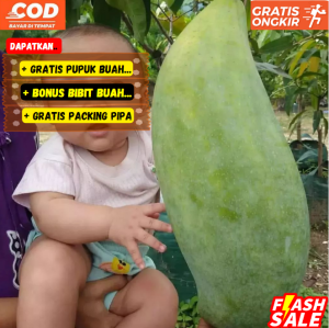 Pohon / Bibit Mangga Mahatir Super Jumbo Cepat Berbuah