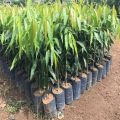 CÂY GIỐNG CÂY HOÀNG NAM - TÙNG ẤN ĐỘ, CÂY KHỎE ĐẸP. 