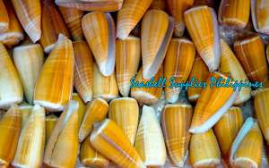 Conus Radiatus Sea Shells (Rayed Cone) - Resin Fillers/Arts/Crafts