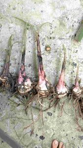 Cây chuối già hương ngọt thơm giống năng suất cao