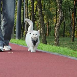 New Cat Leash Vest-StyleHarness Reflective Breathable Anti-Escape Small Dog Cat Walking Leash