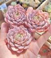 粉纯爱单头 (很漂亮) Echeveria pure love single head Very Nice Colour (4-5.5cm). 