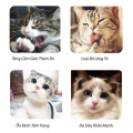 Cỏ Mèo Catnip Bạc Hà tự nhiên Giúp giảm stress cho mèo, tiêu búi lông, giảm hôi miệng, thư giản. 