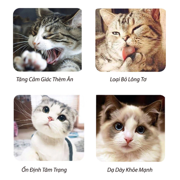 C%E1%BB%8F%20M%C3%A8o%20Catnip%20B%E1%BA%A1c%20H%C3%A0%20t%E1%BB%B1%20nhi%C3%AAn%20Gi%C3%BAp%20gi%E1%BA%A3m%20stress%20cho%20m%C3%A8o,%20ti%C3%AAu%20b%C3%BAi%20l%C3%B4ng,%20gi%E1%BA%A3m%20h%C3%B4i%20mi%E1%BB%87ng,%20th%C6%B0%20gi%E1%BA%A3n%20-%20Image%206