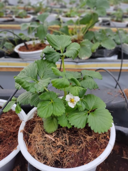 6%20C%C3%A2y%20Gi%E1%BB%91ng%20D%C3%A2u%20T%C3%A2y%20M%E1%BB%B9%20Albion%20Ch%E1%BA%A5t%20L%C6%B0%E1%BB%A3ng%20-%20Image%2010