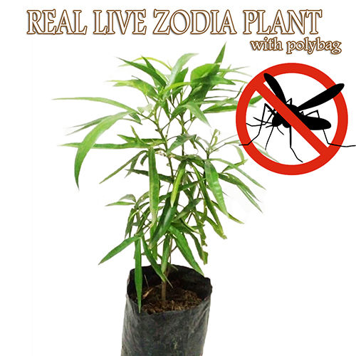 REAL LIVE INDOOR PLANT ZODIA MOSQUITOES REPELLENT WITH POLYBAG POKOK HALAU NYAMUK