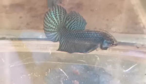 ปลากัด เอเลี่ยนผสมมหาชัย ปลากัดสายพัฒนา ปลากัดลายไทย ผู้ ส่งด่วนครับ มีประกัน ปลากัดดี ปลากัดคุณภาพ ปลากัดแท้