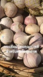 กระเทียมโทนขนาดใหญ่  1 กก