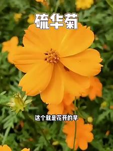 ดอกเบญจมาศกำมะถันดอกไม้สดง่ายสี่ฤดูดอกเบญจมาศวัลคาไนซ์สวนกลางแจ้งสีเหลือง Qiuying