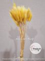 Dried Flower Bunny Tail - Preserved Lagurus Bunny Tails Bunga Kering Asli Import - Impor Flowers Lugurus Per Ikat Pack Panjang 30-50 cm 25 / 30 pcs - Dekorasi Buket Bouquet Bucket Florist Mahar Foto Rangkai Bunga Decoration Wedding. 