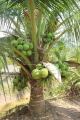 Pokok Kelapa Jelly. 