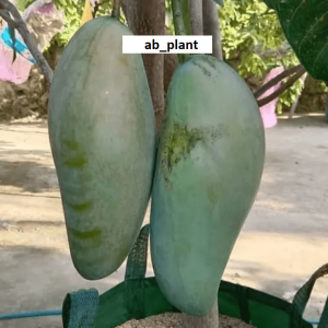 Bibit Mangga Kiojay Import Okulasi