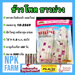 ตะวันต้นกล้า ข้าวโพด ขาวม่วง  [ ขนาด 500 กรัม ]  หมดอายุ 10/2569 ลอตใหม่ งอกดี ข้าวโพดหวาน ฝักใหญ่ รสชาตดี เหนียวนุ่ม อร่อย ระยะเก็บเกี่ยว 65 วัน