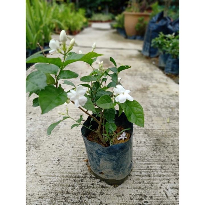 Bunga Jasmine Melur Wangi Pokok Bunga Jasmine Hidup | Fragrant Jasmine ...