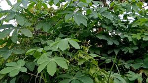 Daun Singkong Segar Jumbo PER IKET TERMURAH